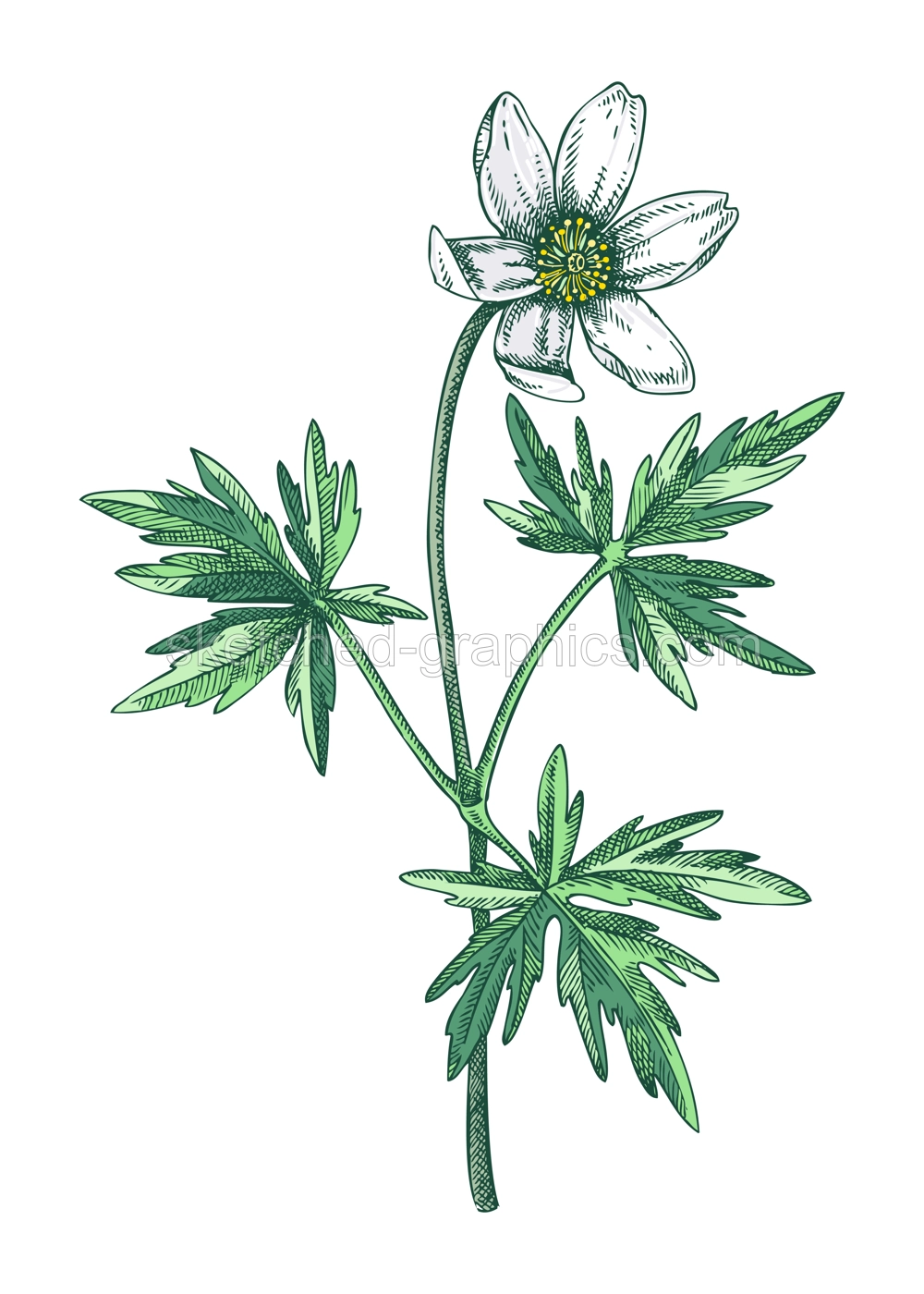 Wood anemone sketch in color. Buttercup floral drawing. Hand drawn vector illustration. Spring woodland flower, wildflowers flower sketch in engraved style. Illustration